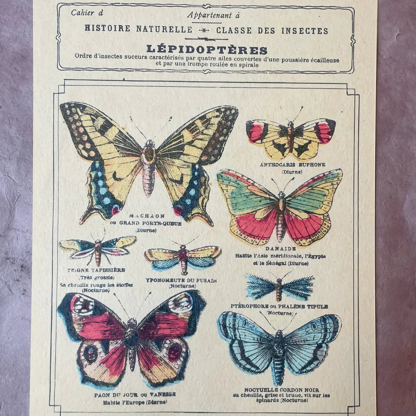 Classe Des Insectes Art Print