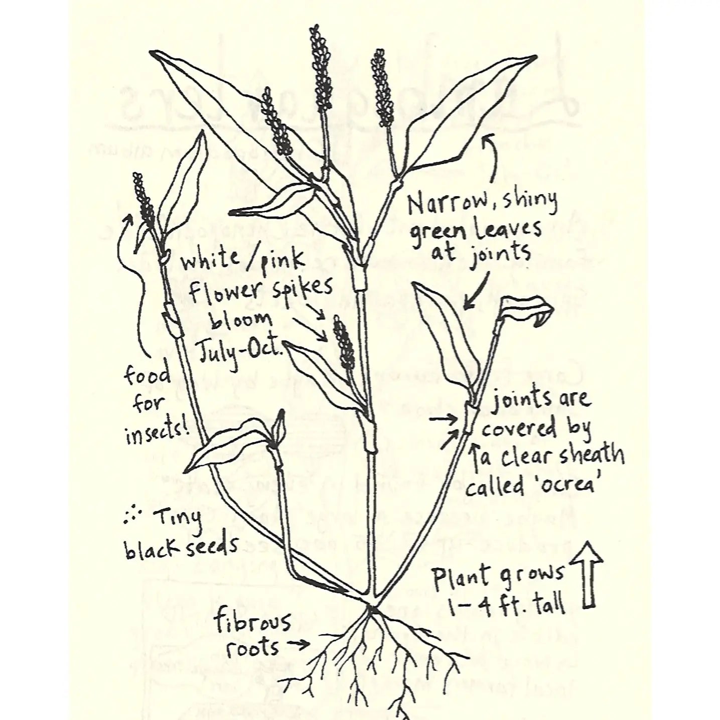 Urban Field Guide To the Plants in Your Path