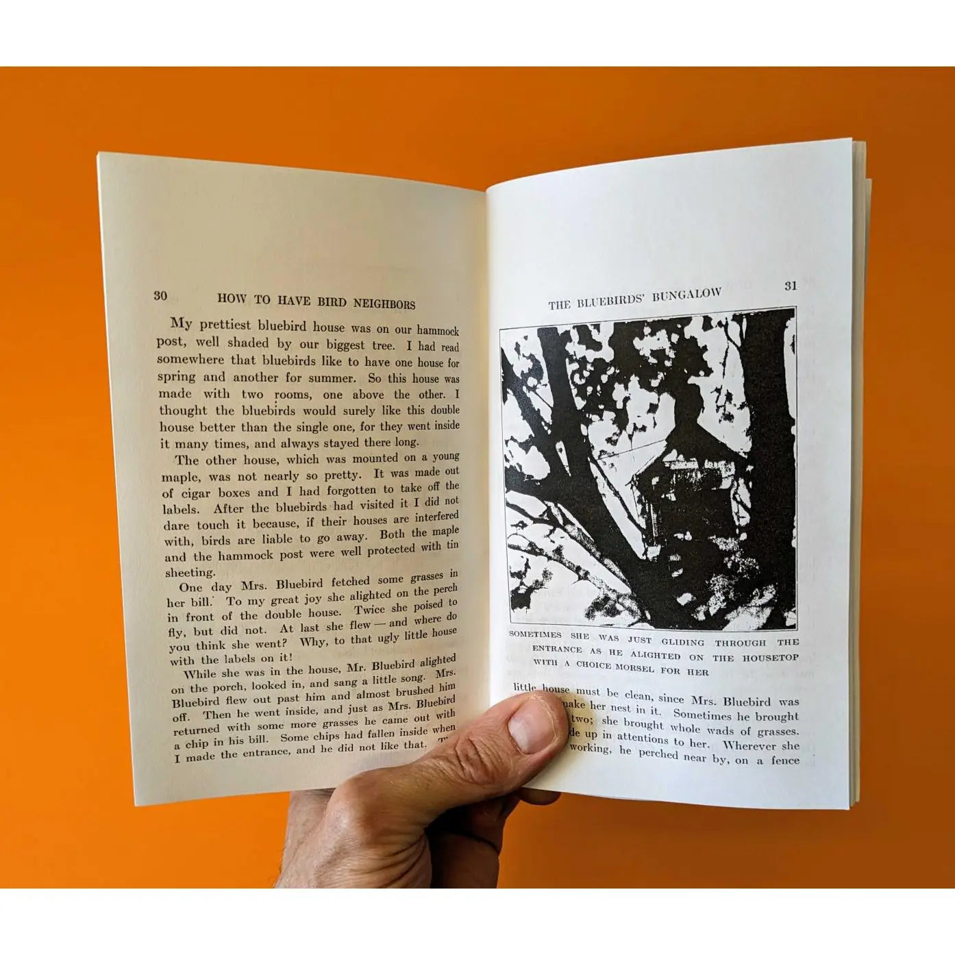 How To Attract Birds (Zine)