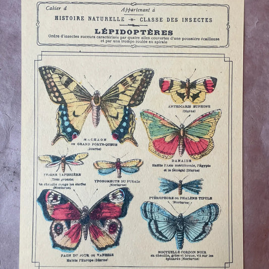 Classe Des Insectes Art Print